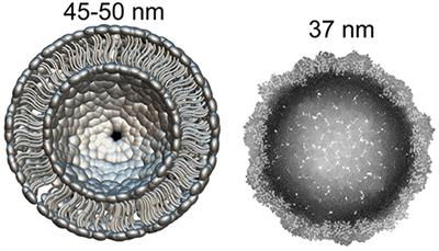 Arc protein, a remnant of ancient retrovirus, forms virus-like particles, which are abundantly generated by neurons during epileptic seizures, and affects epileptic susceptibility in rodent models